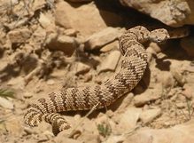 Snakes around Las Vegas - Hiking Las Vegas